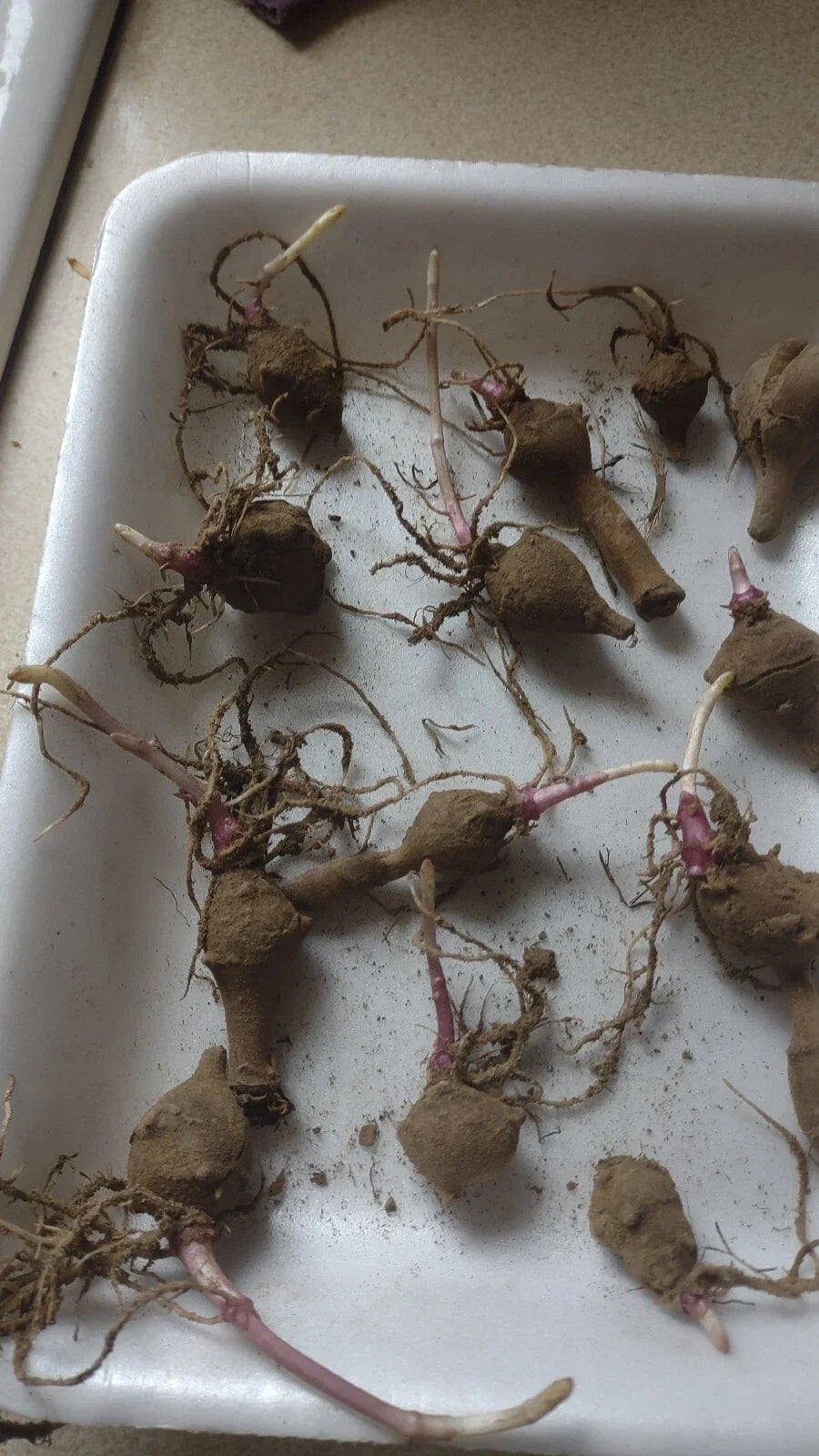 Red Organic Jerusalem Artichoke Tubers - 10 Small Helianthus tuberosus for Planting, Non-GMO, Easy-to-Grow Vegetable, Tall Sunflower-Like Blooms