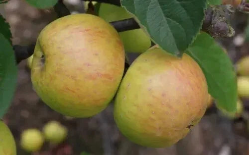 Muscadet de Dieppe Apple Seeds - 25+ Pack, Malus domestica, Fruit Tree for Garden Planting, USA Grown