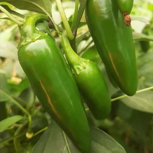 Jalapeno Pepper Seeds - Medium Hot Dark Green Capsicum annuum for Salsas & Cooking - 8,000 Scoville