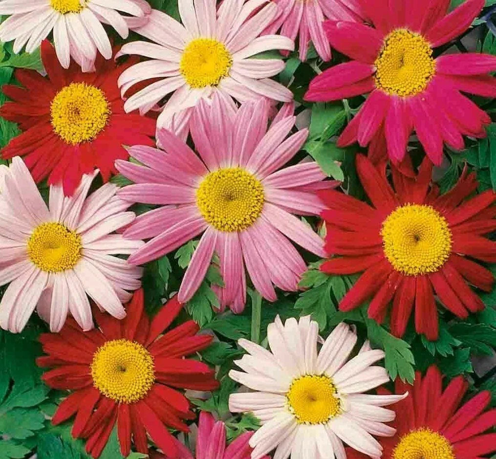 Painted Daisy Flower Seeds - 200+ Bellis perennis Annual Wildflower Mix