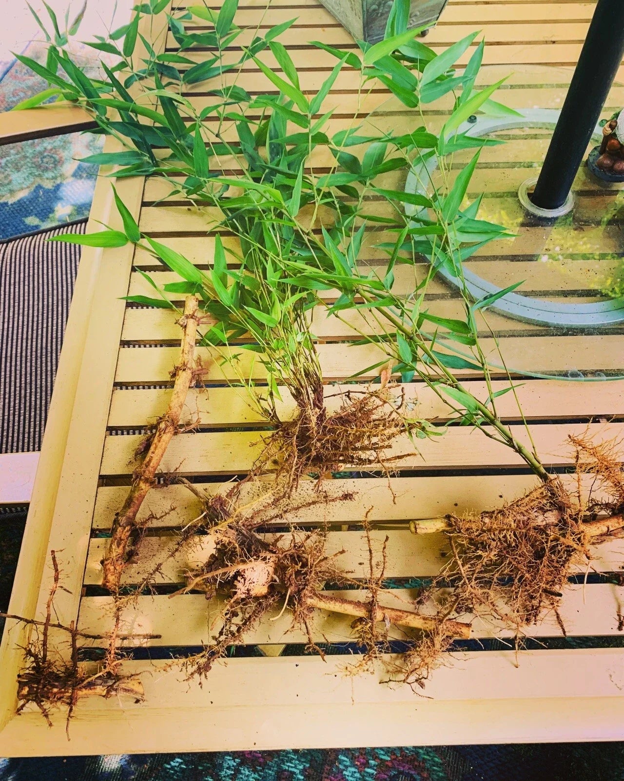 Live Bamboo Rhizome Roots - Phyllostachys Aurea - Fast-Growing Ornamental Grass for Garden Privacy Screening