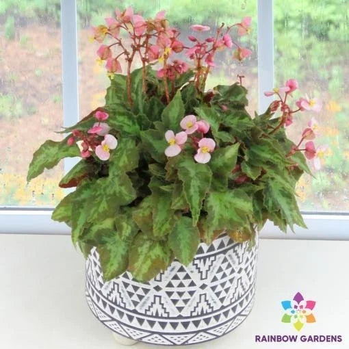 Mini Me Begonia Seeds Pack – 25+ Begonia x semperflorens for Indoor & Outdoor Gardening