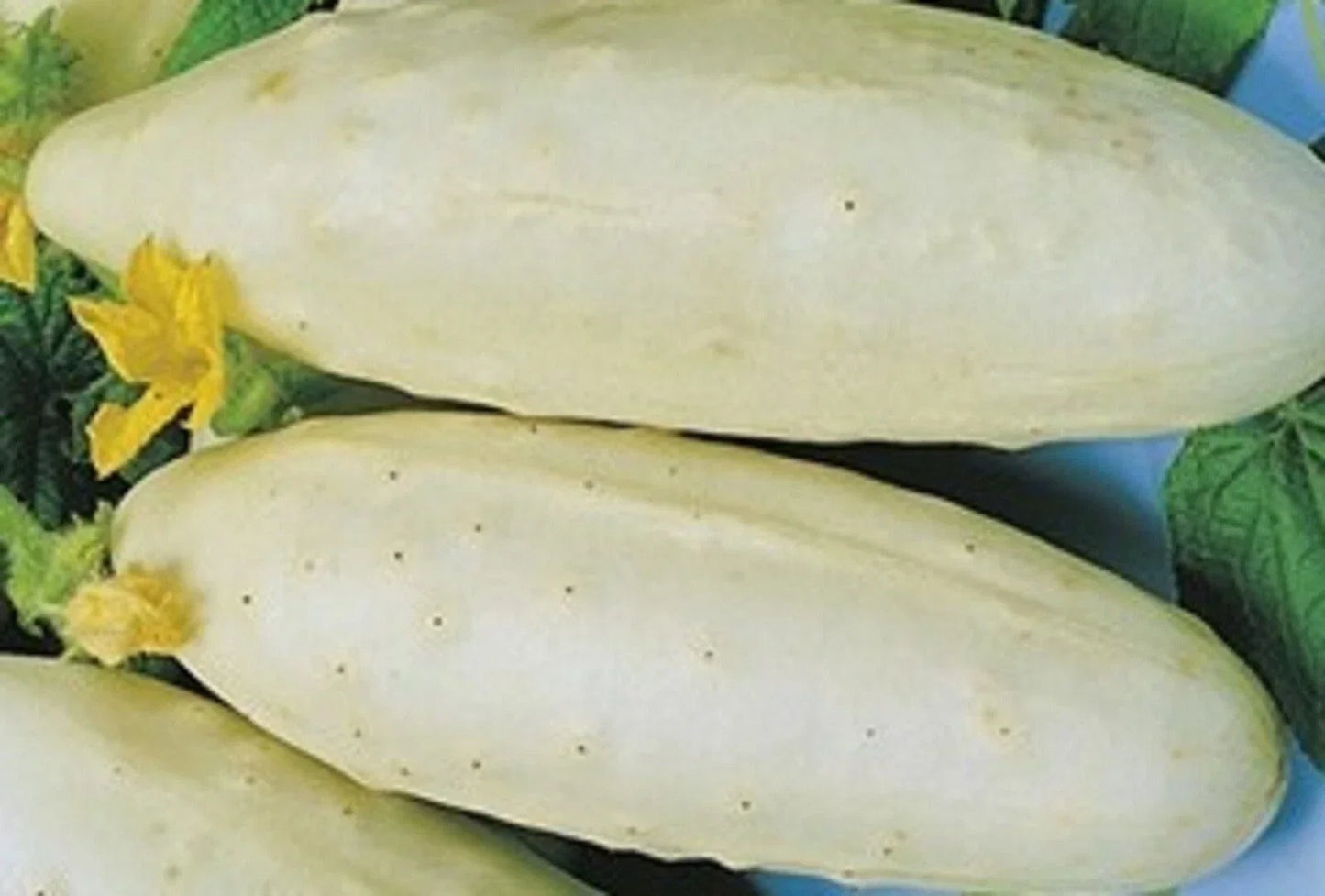 White Wonder Cucumber Seeds 40 Count Non-GMO for Garden Planting
