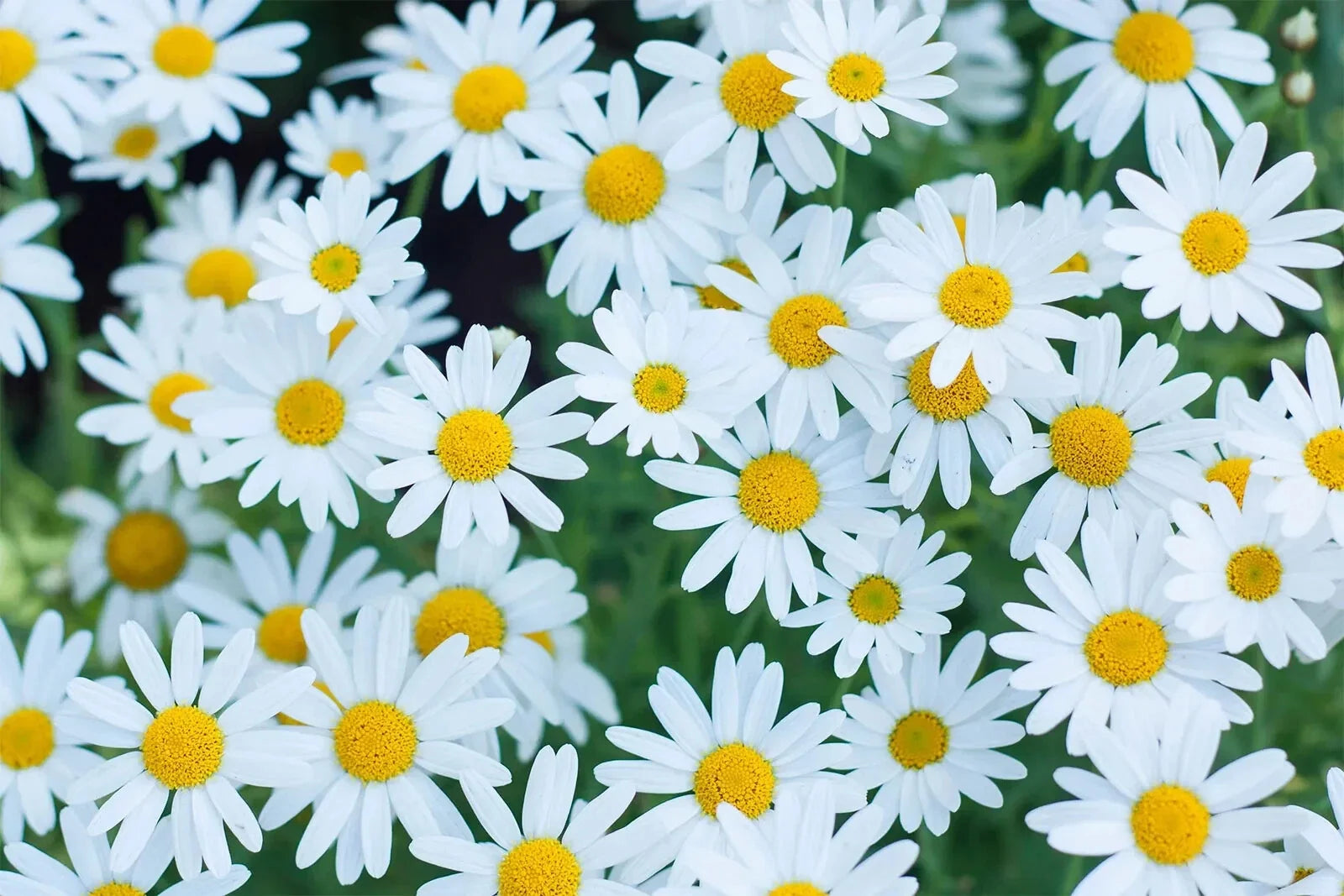 White Marguerite Daisy Seeds - 200+ Pack, Leucanthemum vulgare, Perennial Garden Planting, White Flowers, Pollinator Attractant