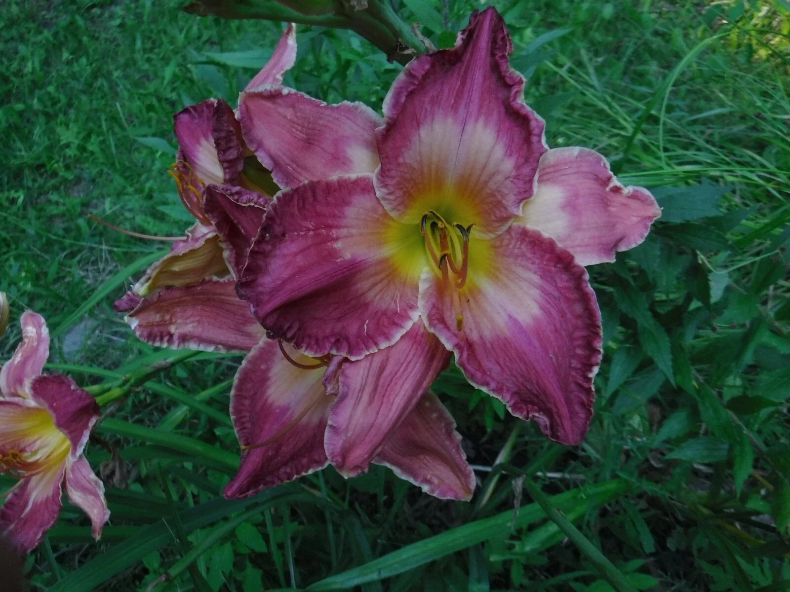 Daylily Bareroot Plants Set of 4 | Mixed Colors & Shapes | Hemerocallis spp.