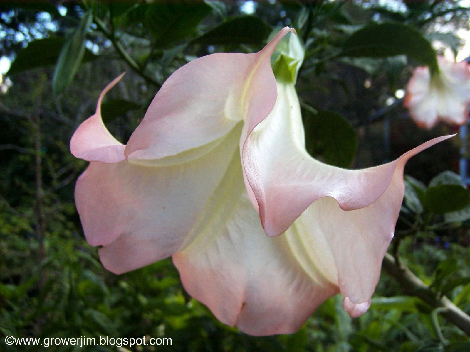 Brugmansia Cuttings - 5 Ready to Grow Angel Trumpet Tropical Flowering Plant Scientific Name Brugmansia spp.