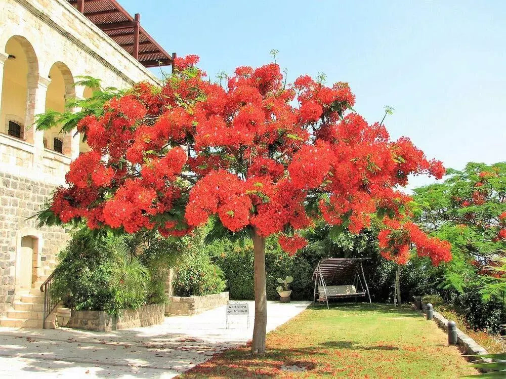 Royal Poinciana Tree Seeds - 10 Pack Delonix Regia Red Flame Flamboyant Flower Seeds for Tropical Gardens