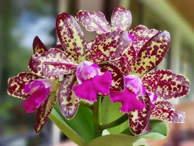 Rhyncholaeliocattleya Yuan Dung Python "Passion Fruit" Orchid Plant 4" | Vibrant Tropical Blooms