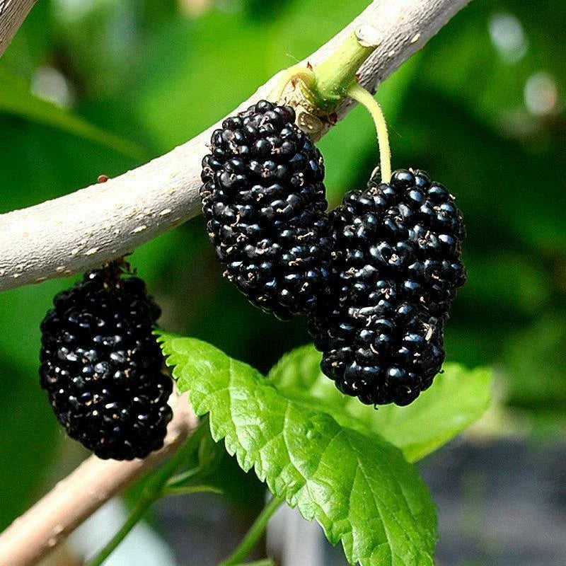 Organic Black Mulberry Cuttings - 10 Pack Morus nigra for Propagation, Fruit, and Garden Planting