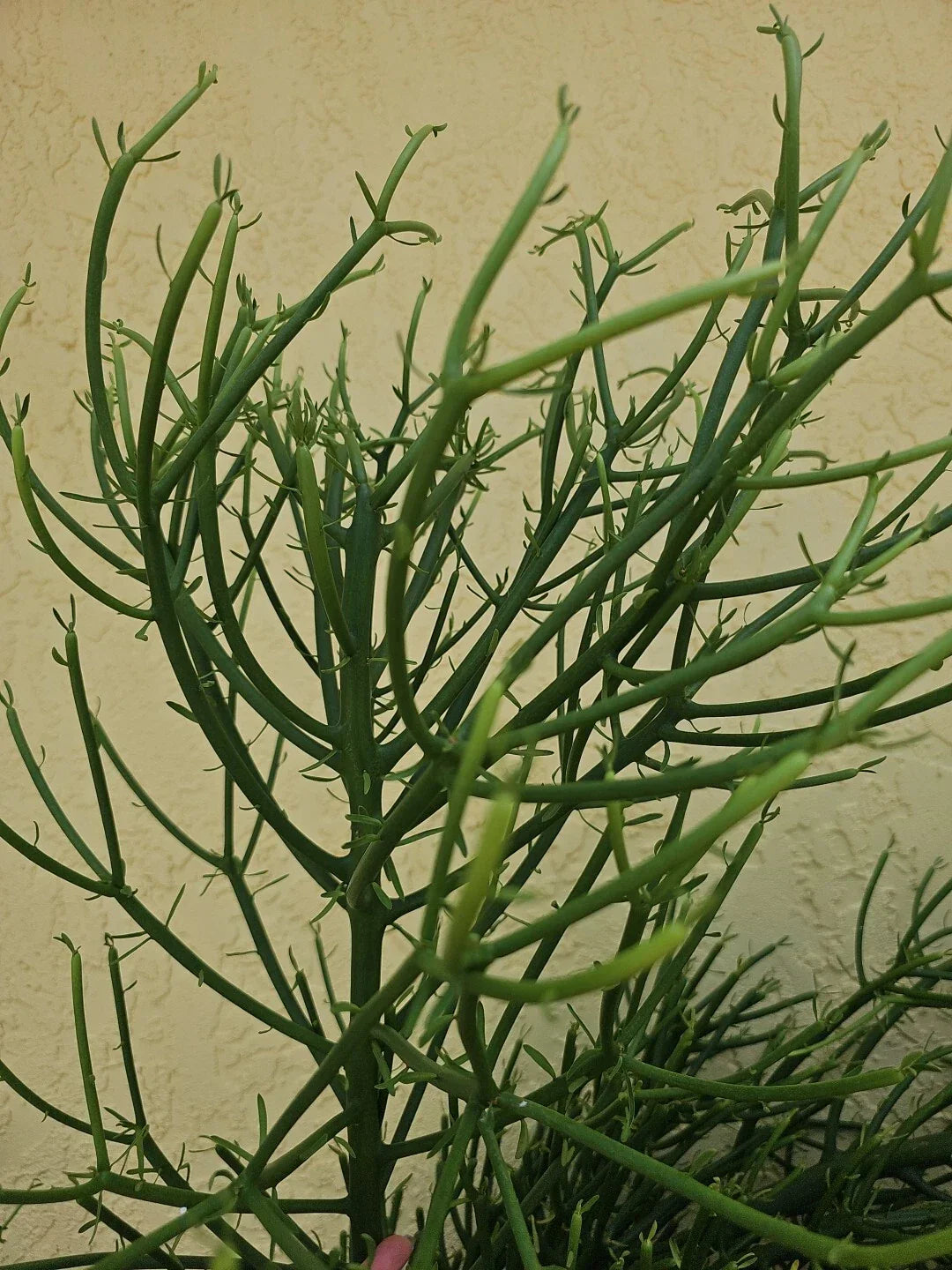 Euphorbia Tirucalli Pencil Cactus Cuttings - Fire Stick Variety for Propagation