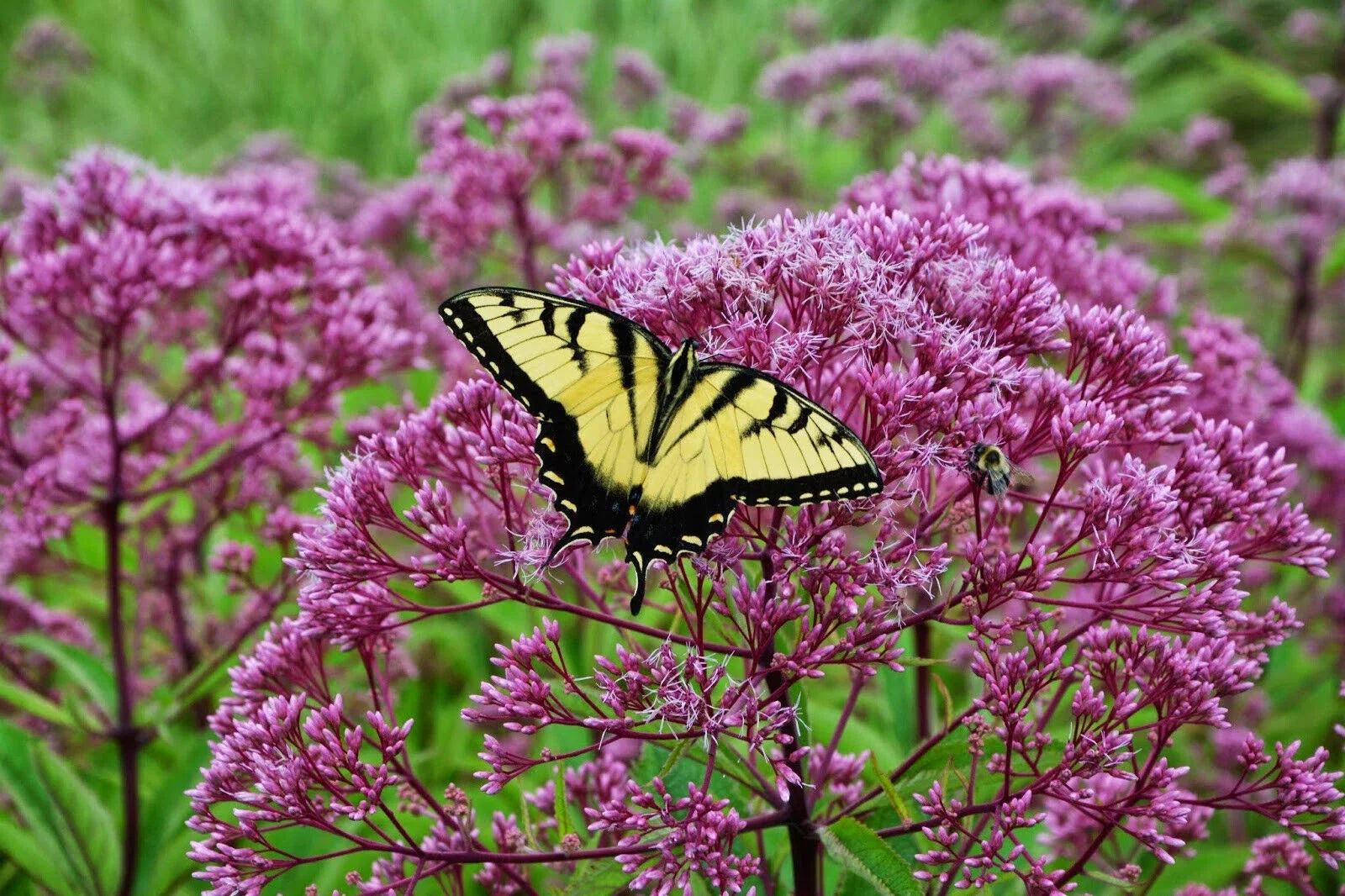 Joe Pye Weed Seeds - Pink Perennial for Butterflies - Eupatorium purpureum - 165 Seeds