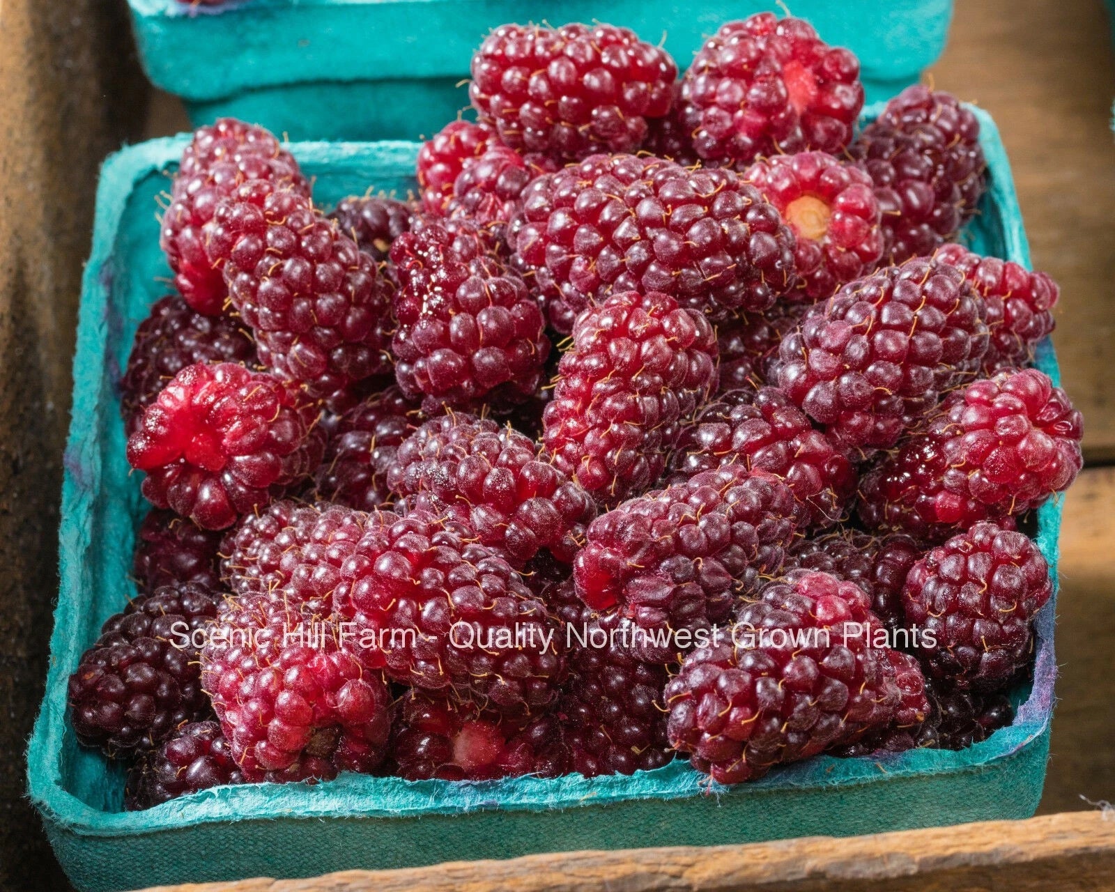 Tayberry Plant Rooted in Soil – Rubus fruticosus × Rubus idaeus Hybrid – Sweet Red Berries for Garden & Patio