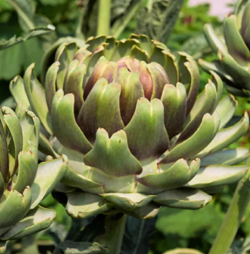White Cardoon Seeds | Heirloom Non-GMO | Cynara cardunculus Garden Seeds