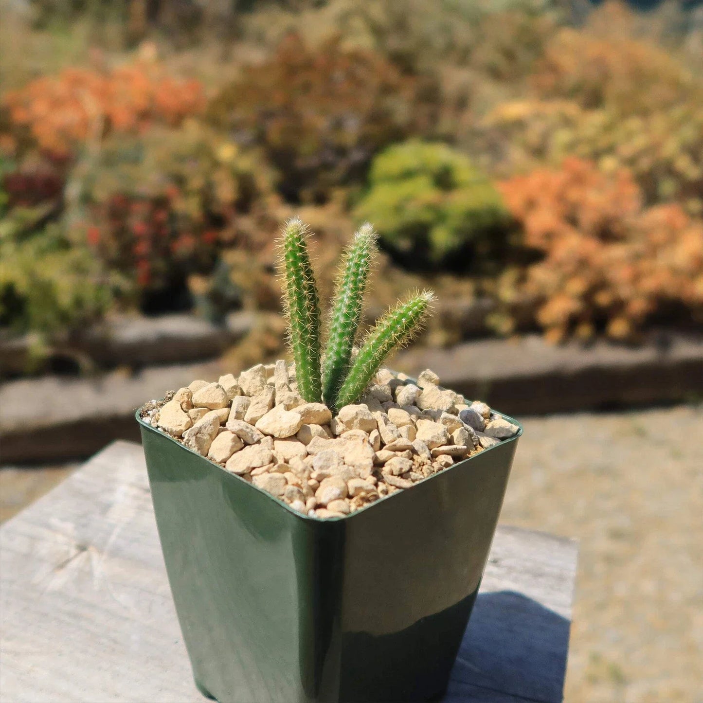 Rat Tail Cactus Plant - Live Succulent in 4-Inch Pot - Aporocactus flagelliformis with Pink Flowers, Hanging Greenery for Indoor & Outdoor