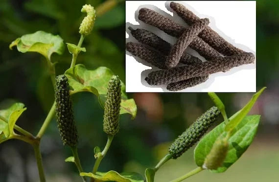 Long Pepper Vine Starter Plant - Piper longum Climbing Herb for Culinary Use, Exotic Spice, Rooted Variety