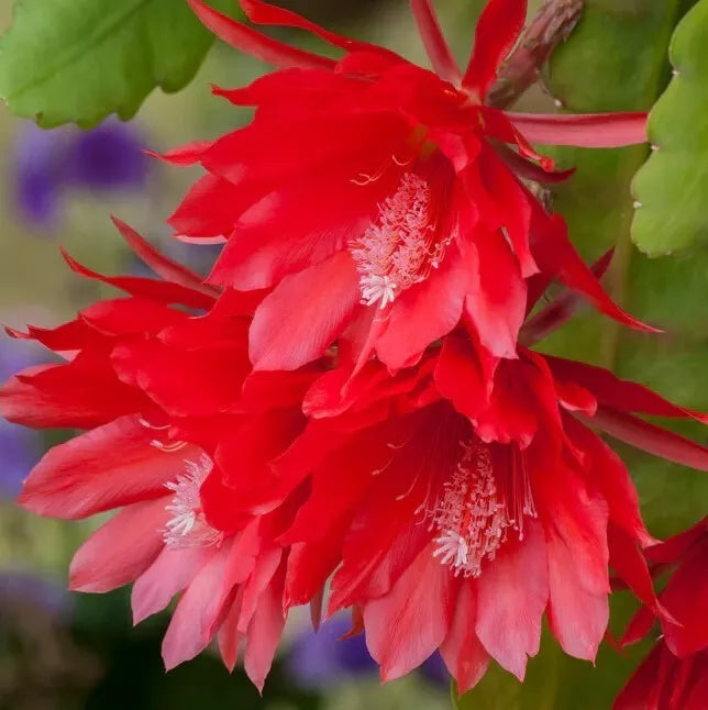 Red Epiphyllum Orchid Plants in 4-Inch Pots | Epiphyllum oxypetalum | Night-Blooming Fragrant Flowers, Exotic Indoor & Garden Plant