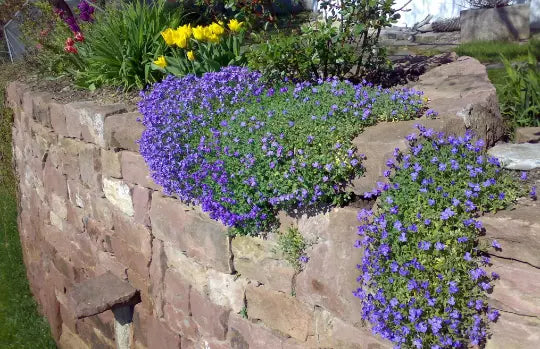 Cascade Blue Rock Cress Seeds – Aubrieta Hybrida Superbissima – Perennial Ground Cover Seeds for Borders & Rock Gardens