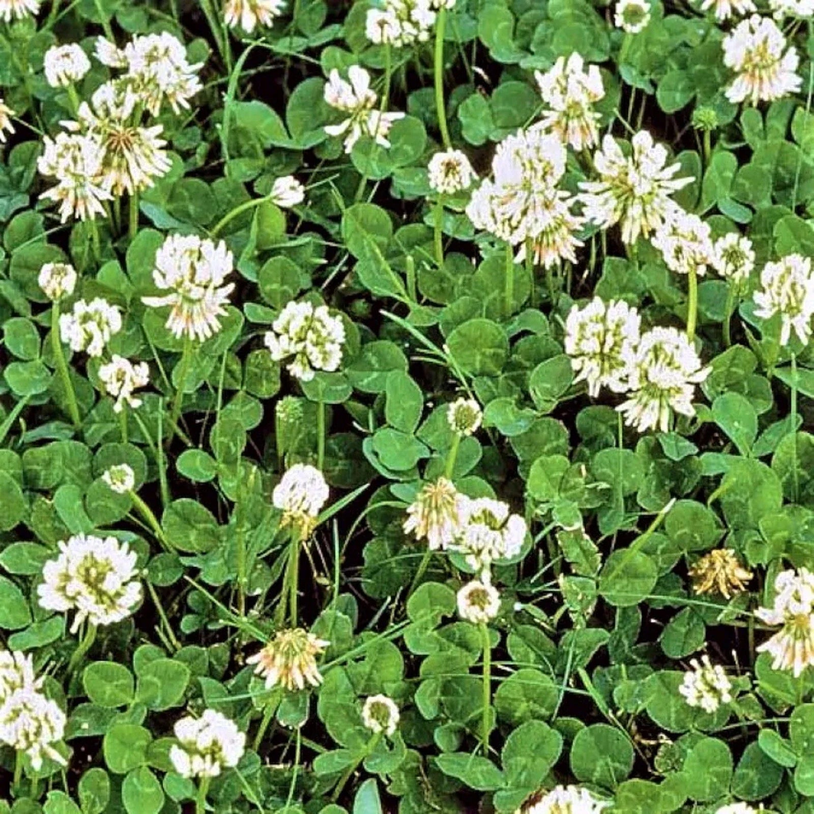 Dutch White Clover Seeds 600+ Trifolium repens for Lawns, Ground Cover & Pollinator Gardens