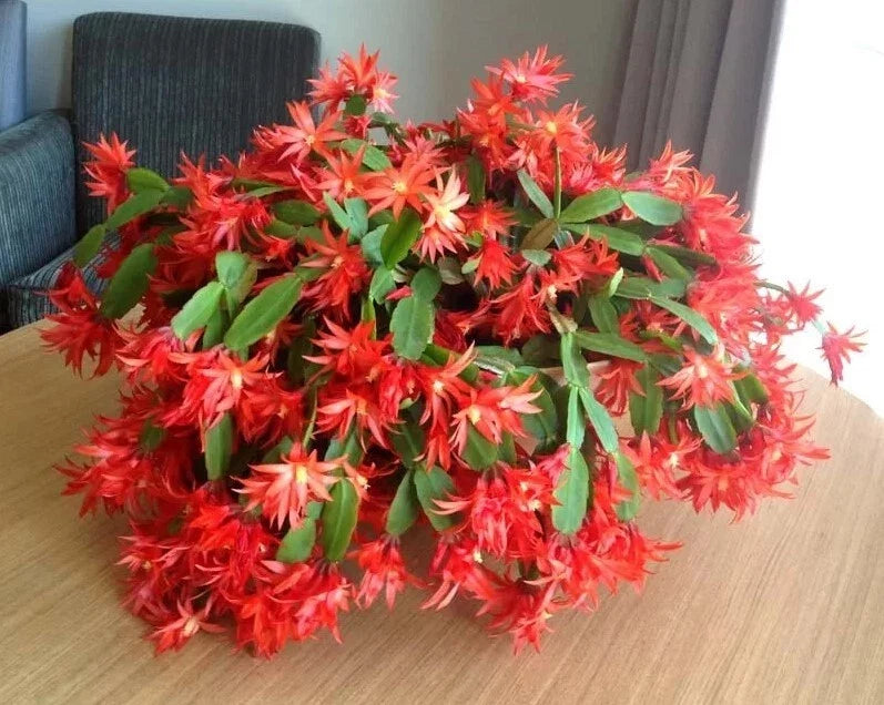 Red Easter Cactus Live Plant in 3-Inch Pot - Rhipsalidopsis Gaertneri with Bright Red Blooms