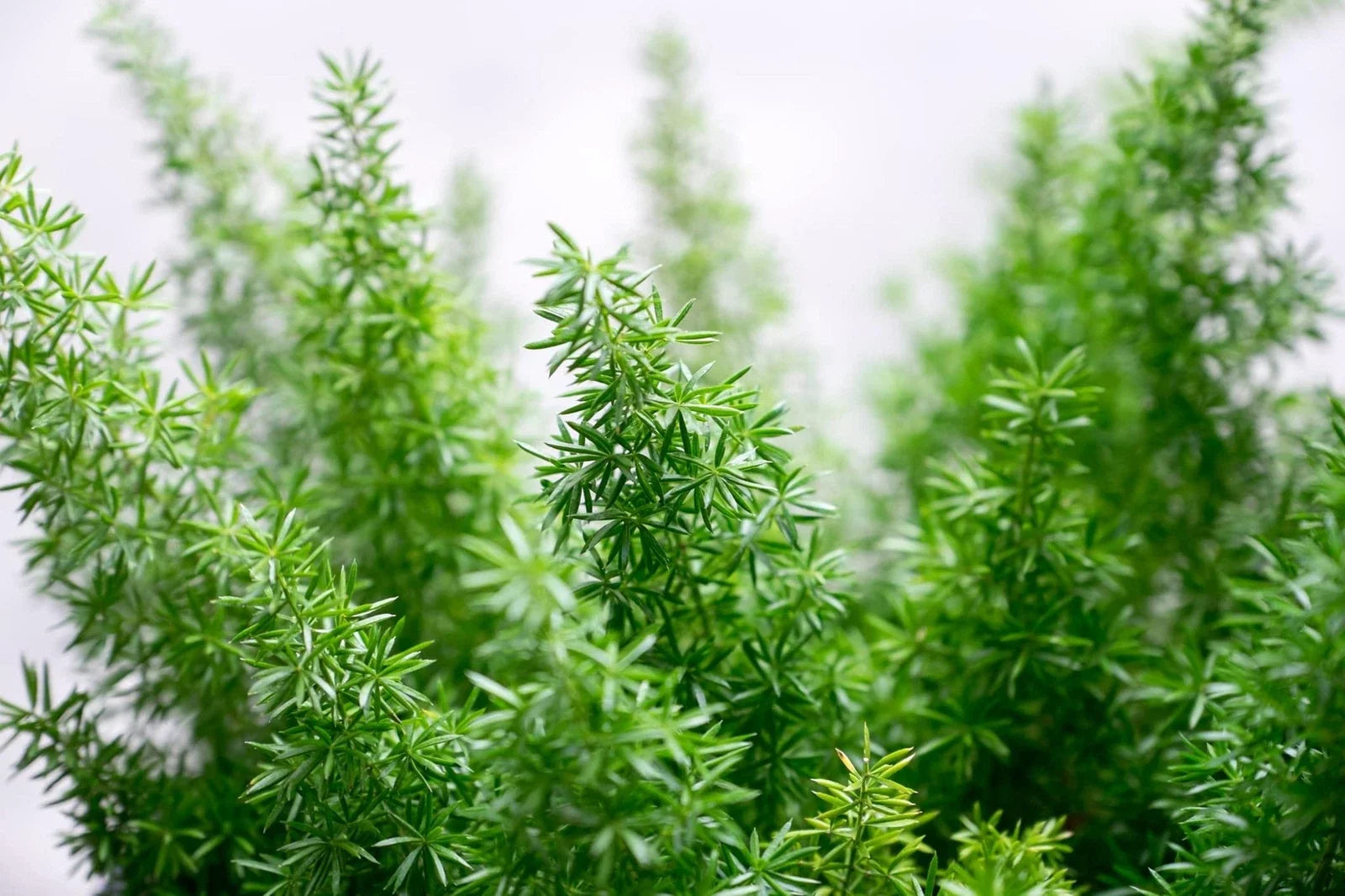 Emerald Fern Seeds for Planting - Foxtail Fern, Asparagus sprengeri, Indoor/Outdoor Garden Plant, 6 Seeds