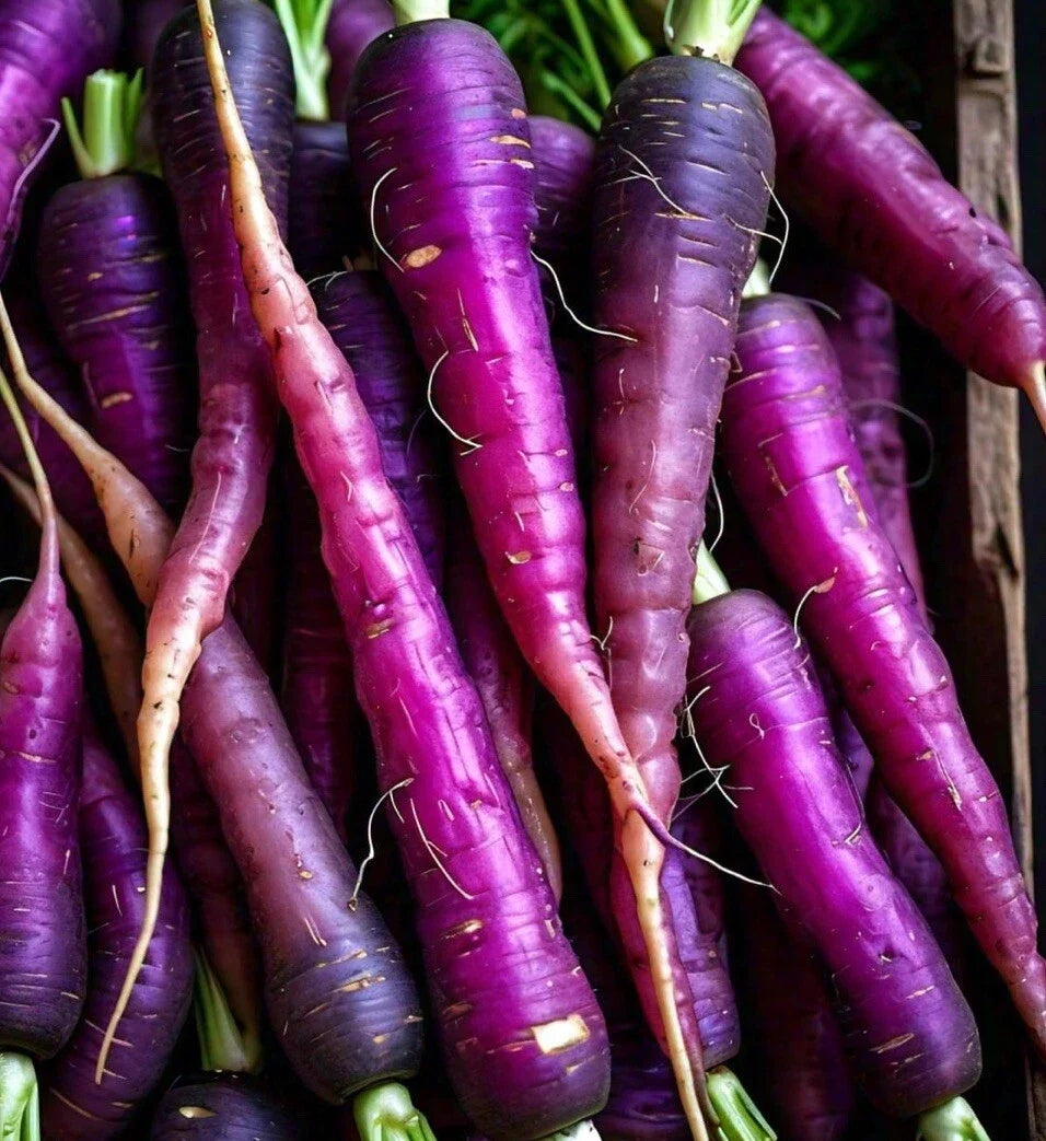 Purple Dragon Carrot Seeds - 200 Non-GMO Heirloom Seeds for Home Garden & Urban Farming Daucus carota