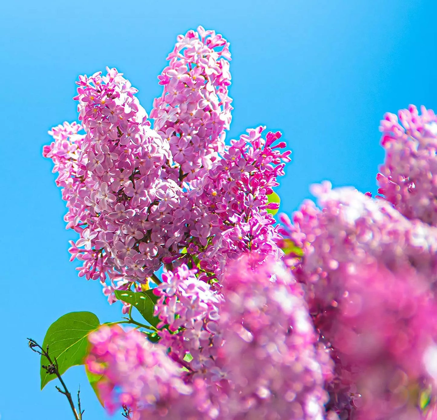 Early Pink Lilac Seeds - 100 Count, Syringa vulgaris, Pink Blooms, Fragrant, Easy to Grow, Garden Planting Seeds