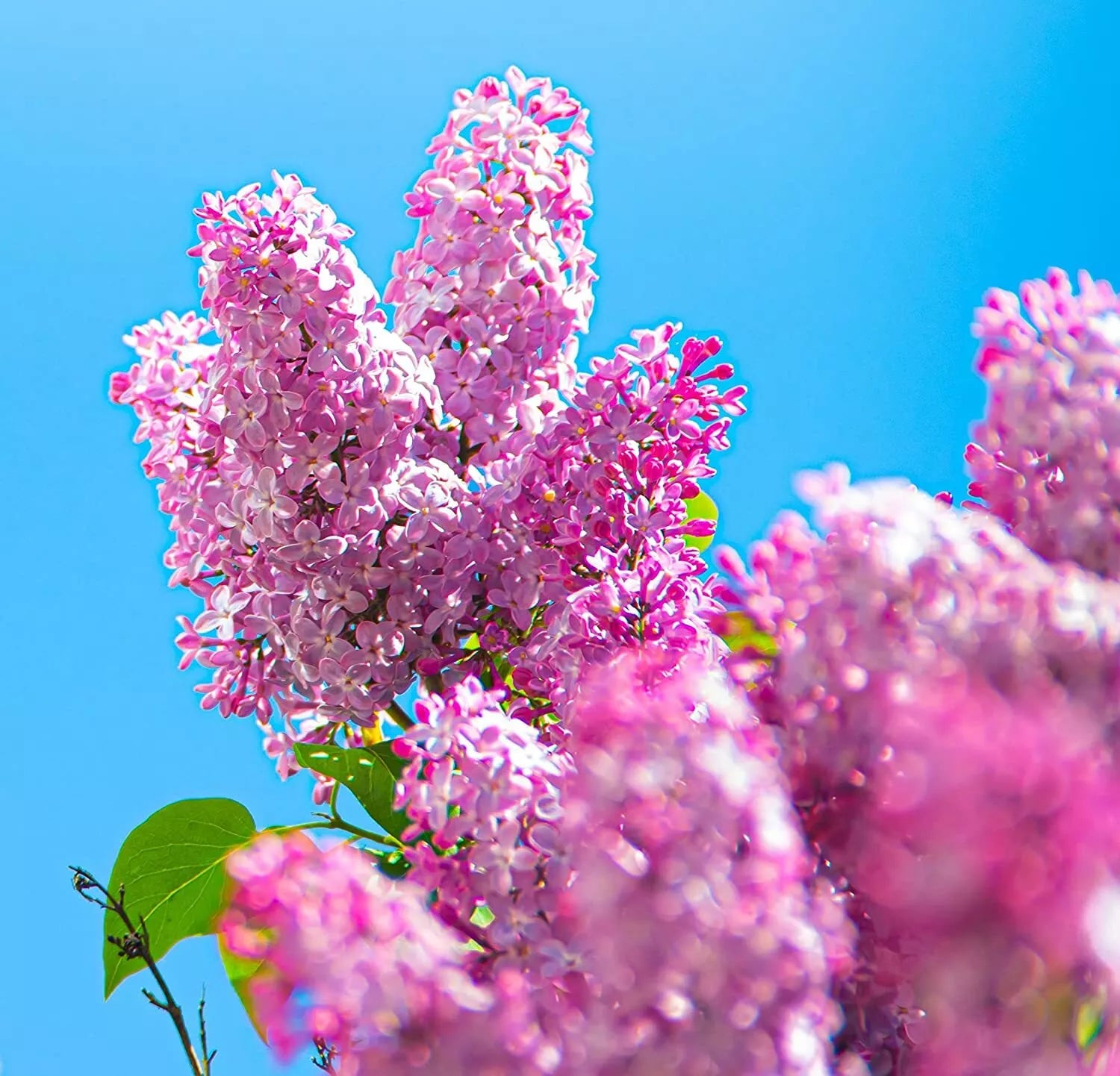 Early Pink Lilac Seeds - 100 Count, Syringa vulgaris, Pink Blooms, Fragrant, Easy to Grow, Garden Planting Seeds
