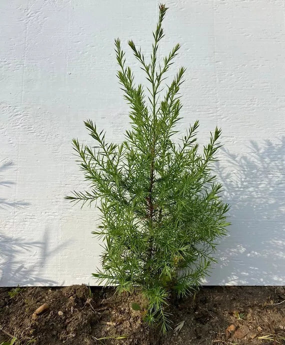 Eastern Red Cedar Trees 5 Live Rooted Juniperus virginiana for Landscaping, Windbreaks & Privacy Screens
