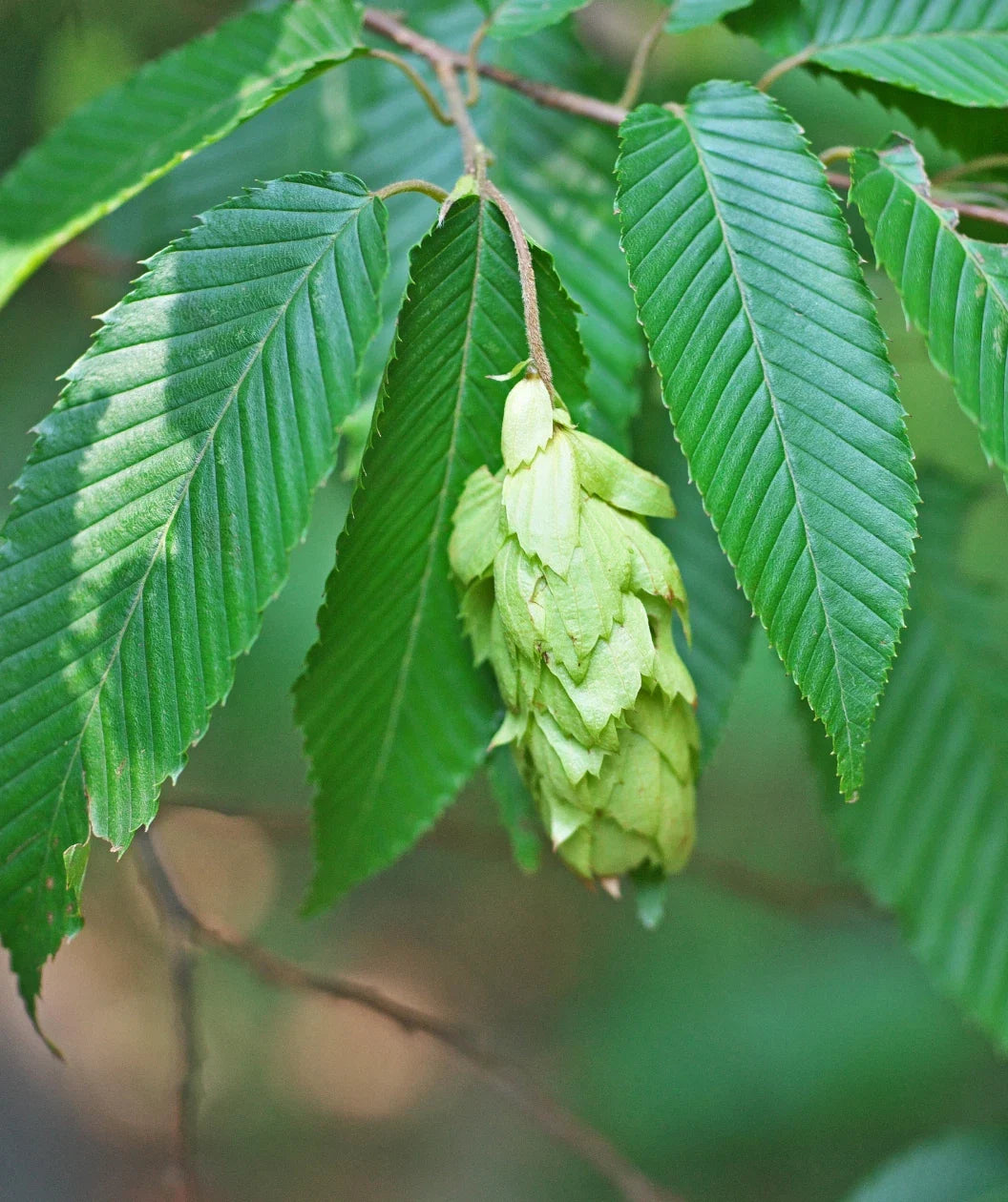 American Hornbeam Seeds 20 Pack - Carpinus caroliniana for Landscaping and Gardening