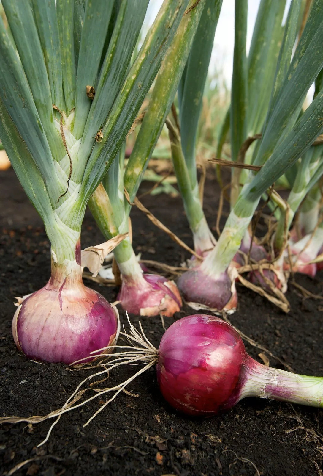 Scarlet Bandit Onion Seeds - 200+ Non-GMO Bunching Onion Seeds | Allium fistulosum