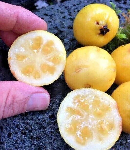 Yellow Lemon Guava Seeds - 100 Count - Psidium guajava Tropical Fruit Seeds