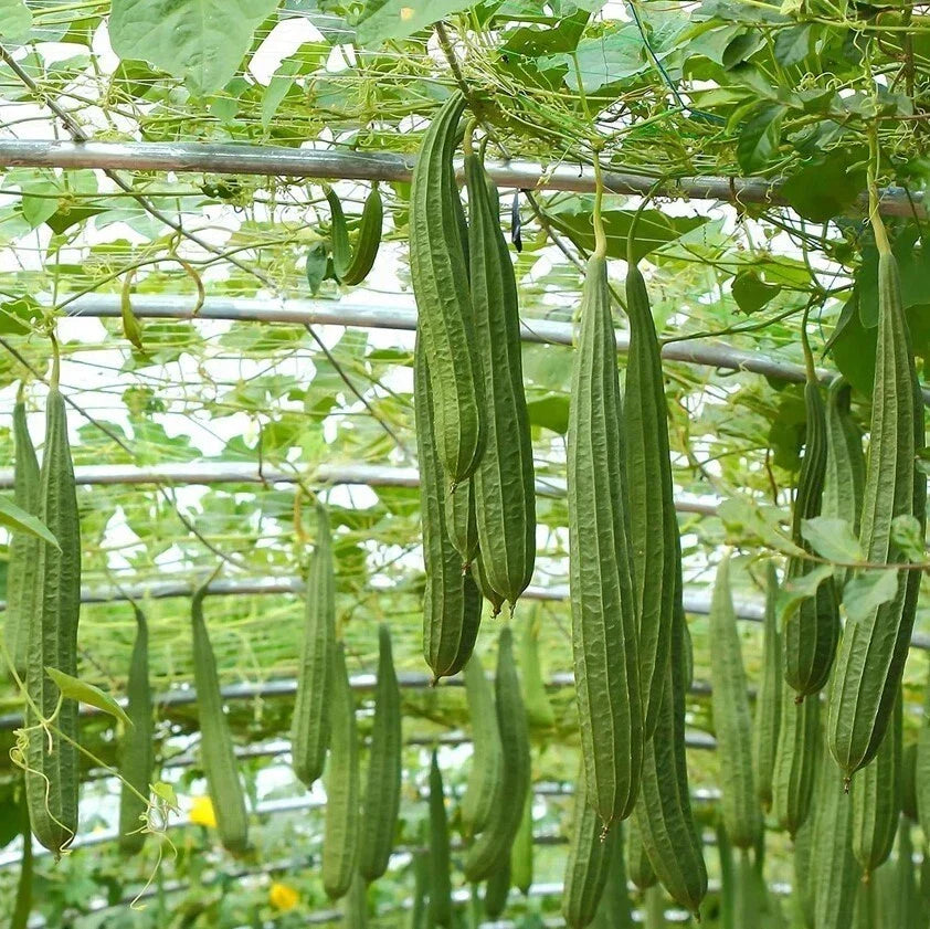 Ridge Gourd Luffa Live Plant 4" Pot - Fast-Growing Climbing Vegetable Luffa Acutangula