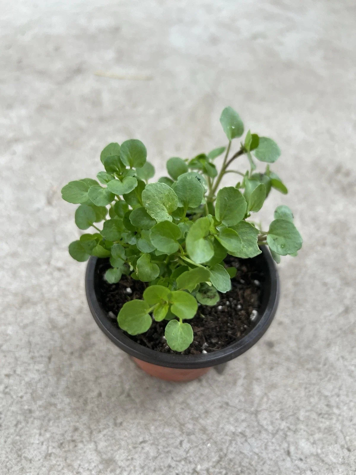Watercress Live Plant in Pot - Edible Nasturtium officinale - Fresh Organic Vegetable for Home Garden or Indoor Growing