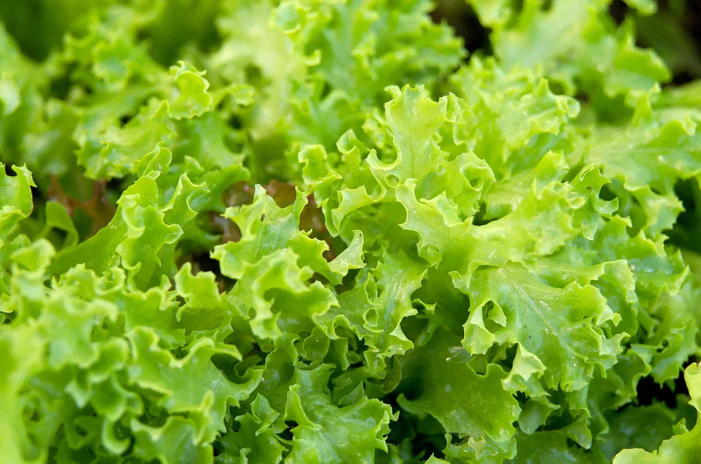 Organic Green Lettuce Seeds - 500 Pack - USA Grown Non-GMO Vegetable Seeds