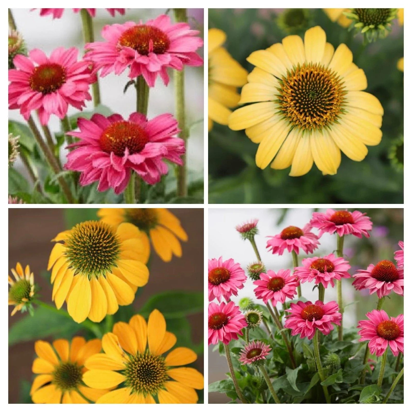 Echinacea Purpurea Live Perennial Plant Plugs – PollyNation Magenta & Yellow, Zones 4-9
