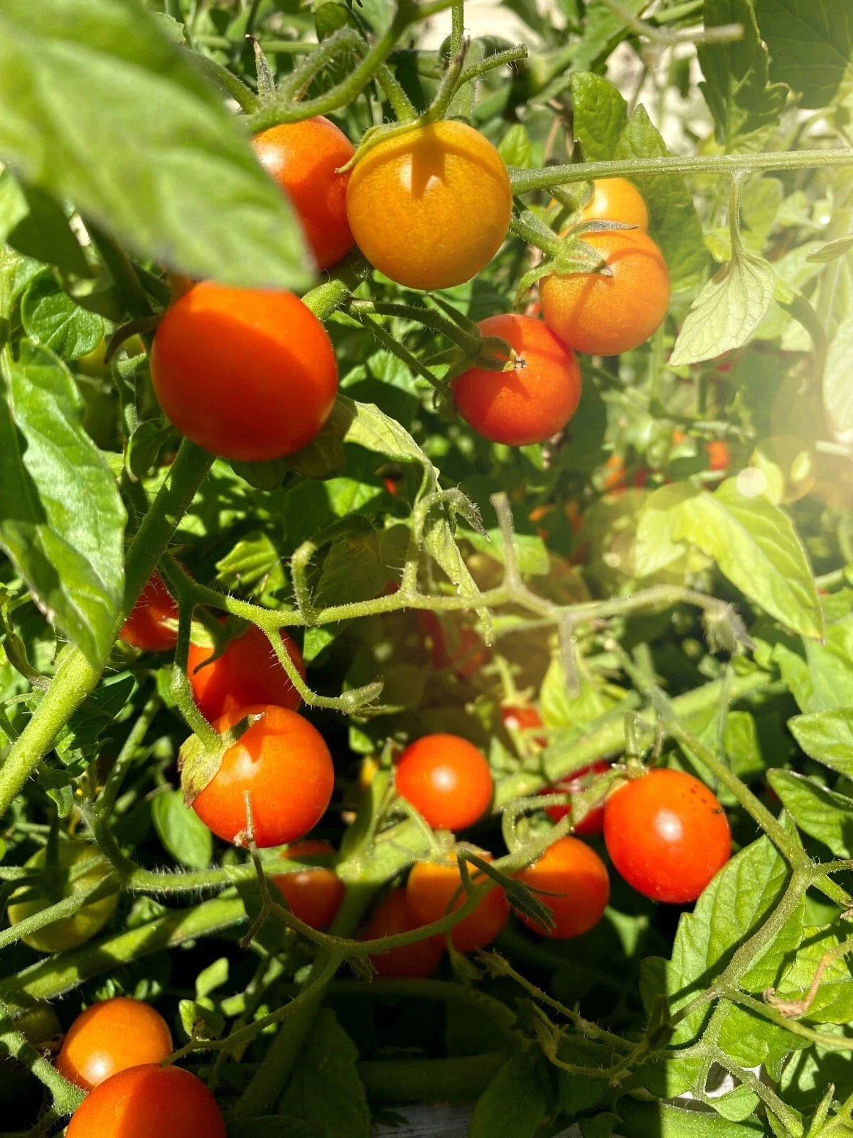 Super Sweet Tomato Seeds 50+ Non-GMO Solanum lycopersicum, Juicy, Flavorful, High Yield, Indeterminate, Seed Packet