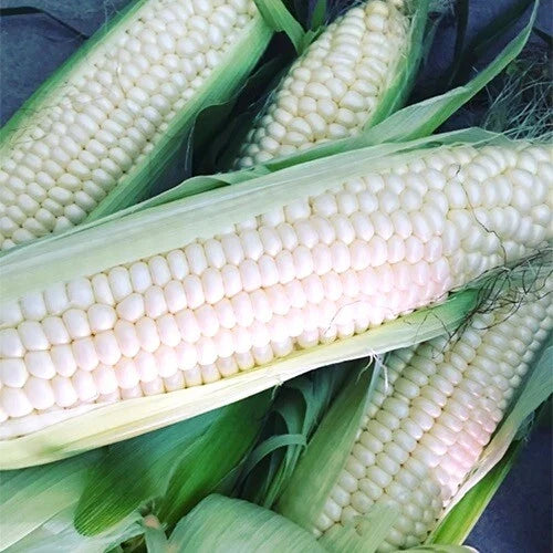 Silver Queen Corn Seeds, Hybrid White Zea mays, Non-GMO, Sweet Corn Seeds for Garden and Farm