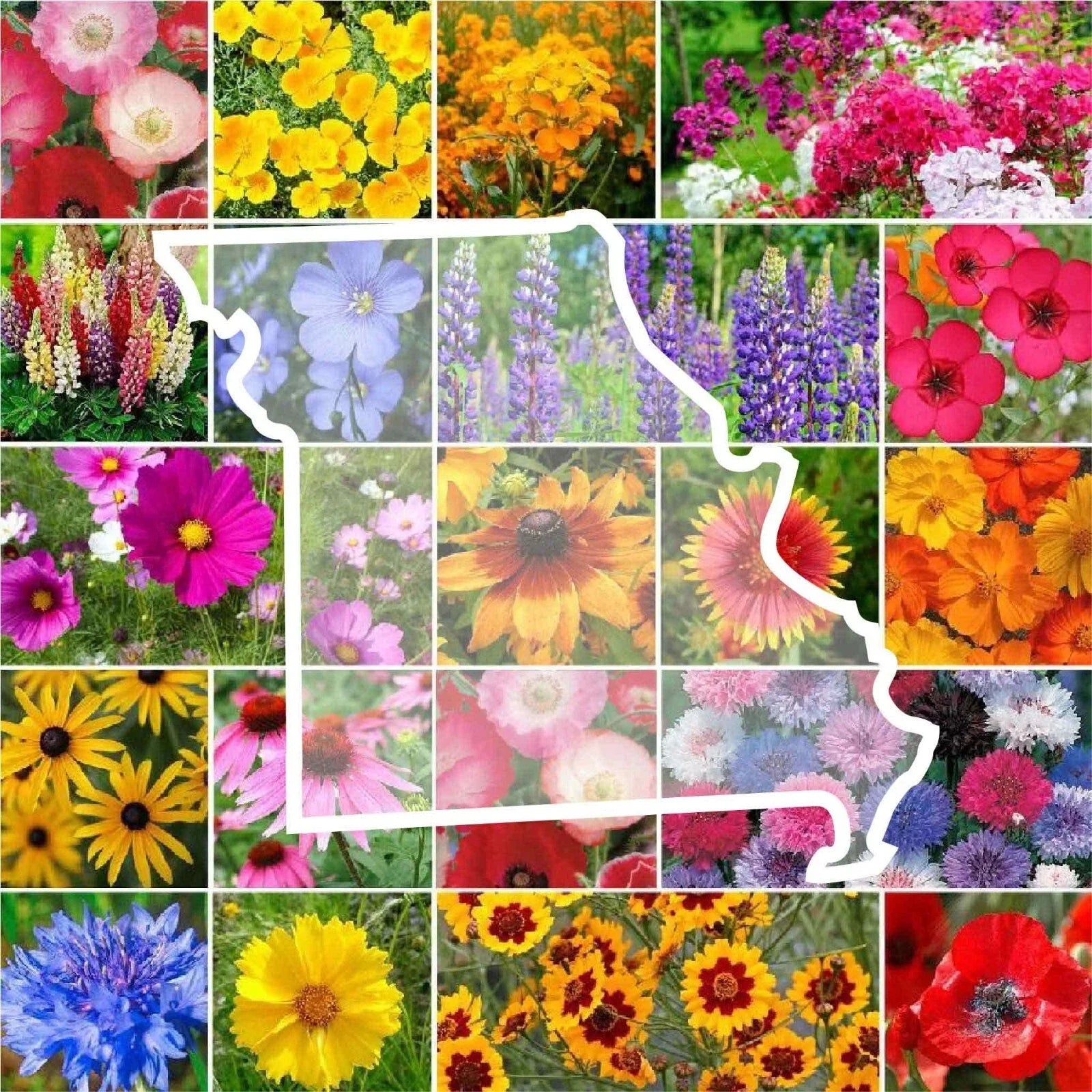 Wildflower Seed Mix - Missouri State Flower - Non-GMO Perennials & Annuals - 1000 Seeds for Pollinator Gardens