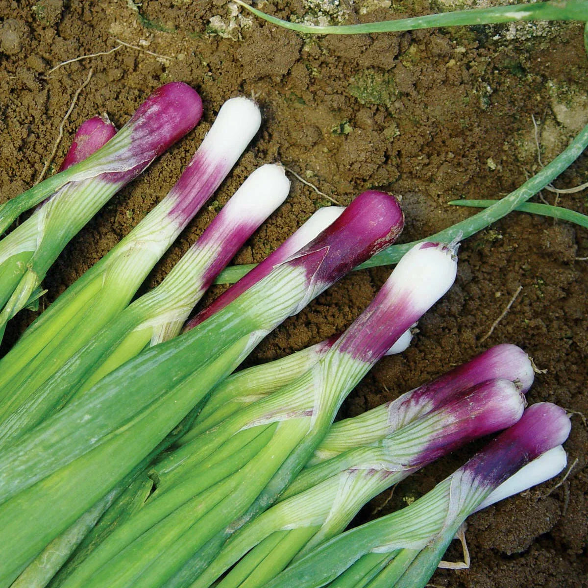 Red Bunching Onion Seeds Pack Non-GMO | Allium Fistulosum Scallion Variety