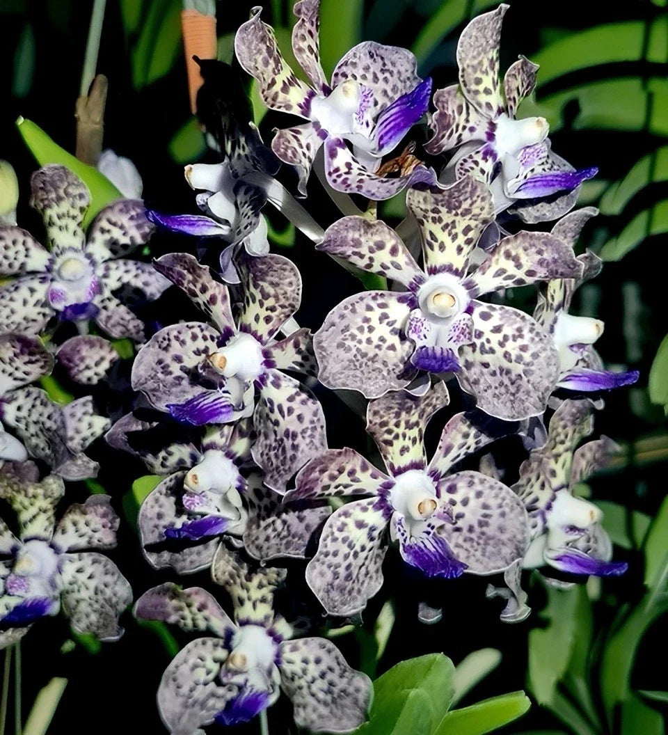 Fragrant Vanda Orchid Plant 4" Papilionanda Kyra Green × Paksorn Fragrance, Tropical Epiphytic Orchid, Indoor Outdoor