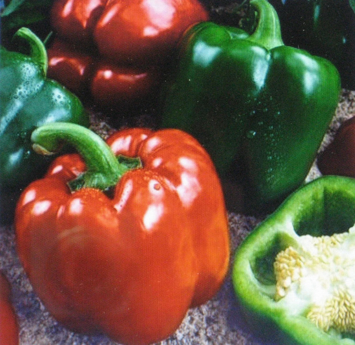 Bulk 300 Sweet Giant Pepper Seeds | Capsicum annuum Vegetable for Garden & Cooking