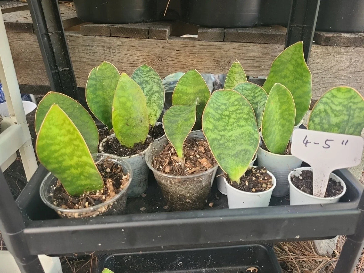 Baby Sansevieria Masoniana Whale Fin Snake Plant 4-5" Rooted Indoor Houseplant Air Purifying Easy Care