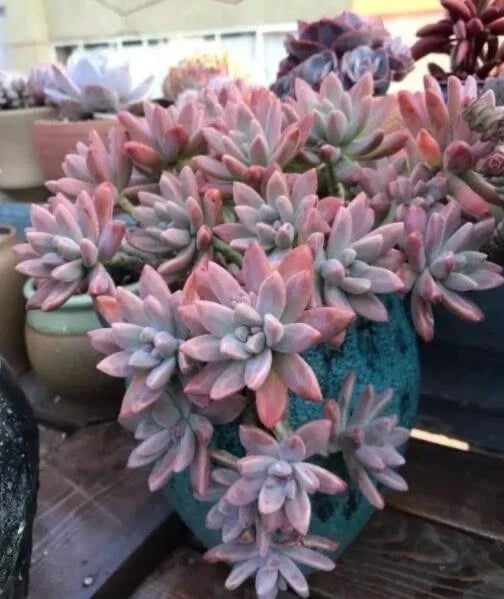Live Succulent Plant - Rooted Graptosedum 'Francesco Baldi' - Green and Red Variegation - Indoor and Outdoor Decor
