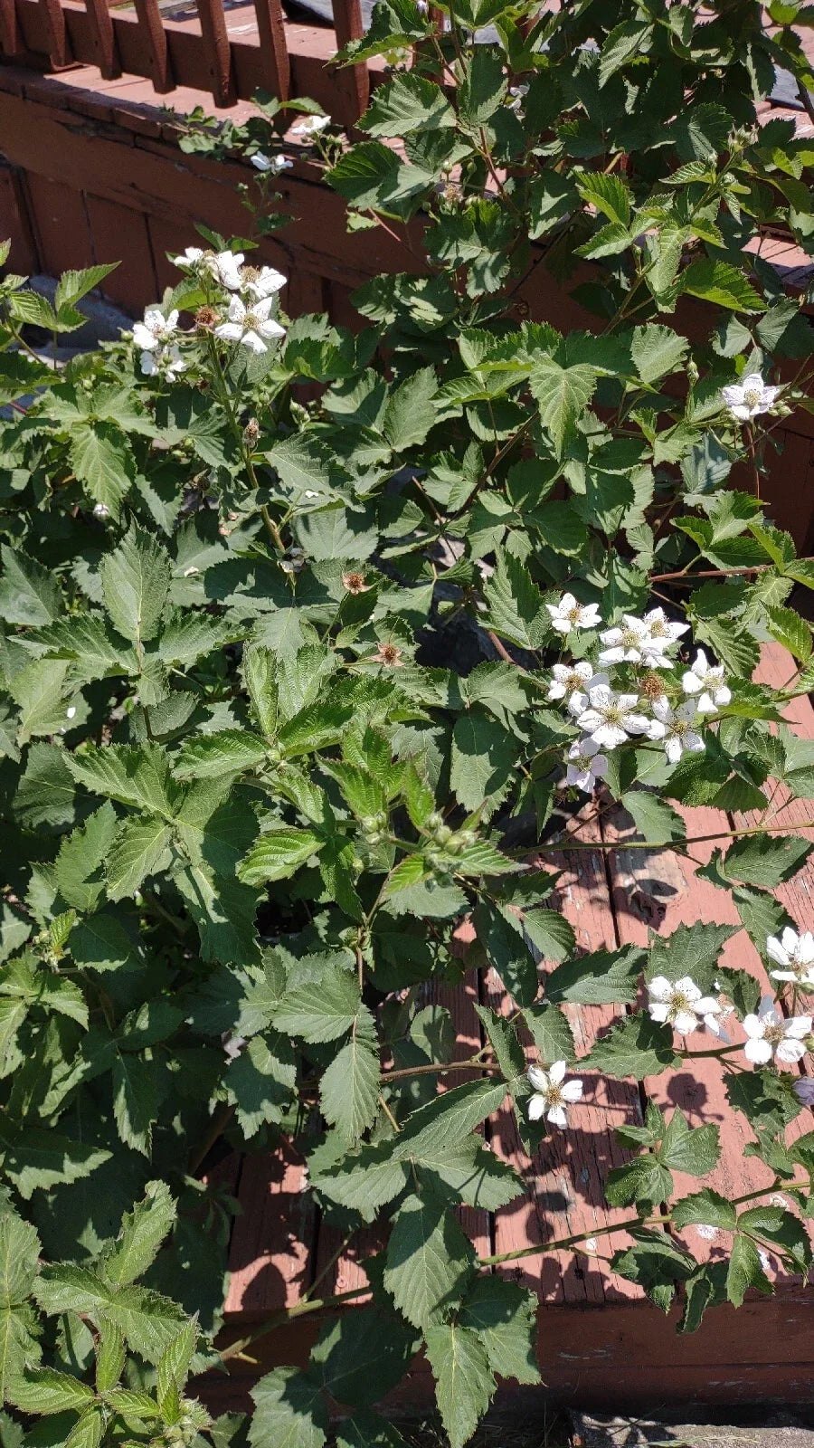 Organic Blackberry Plant Cuttings 5-Pack Unrooted Rubus allegheniensis for Berry Gardening