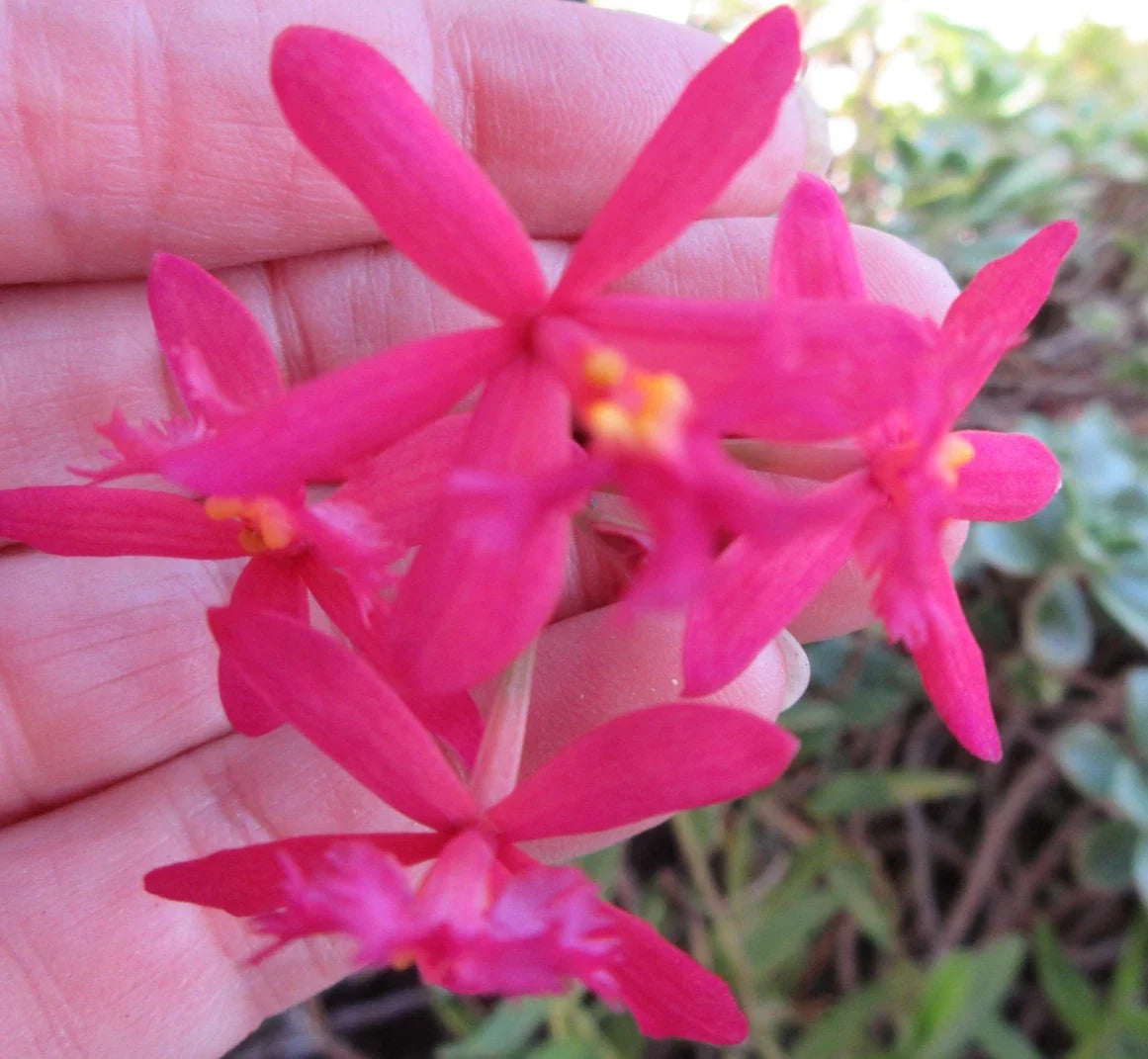 Epidendrum Orchid Cutting - 8" Magenta Flowers with Yellow Center - Tropical Epiphytic Plant (Epidendrum spp.)