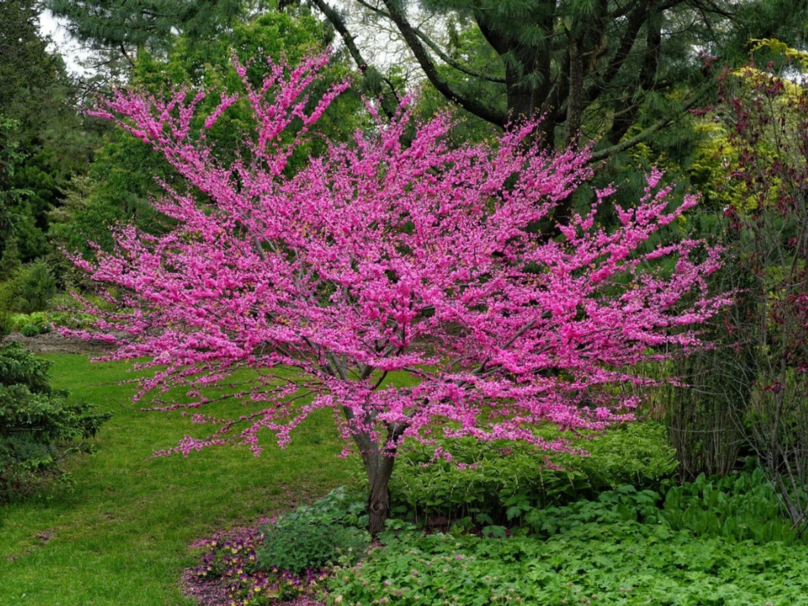 Eastern Redbud Tree Seeds - 30 Count Cercis canadensis for Landscaping & Garden Projects
