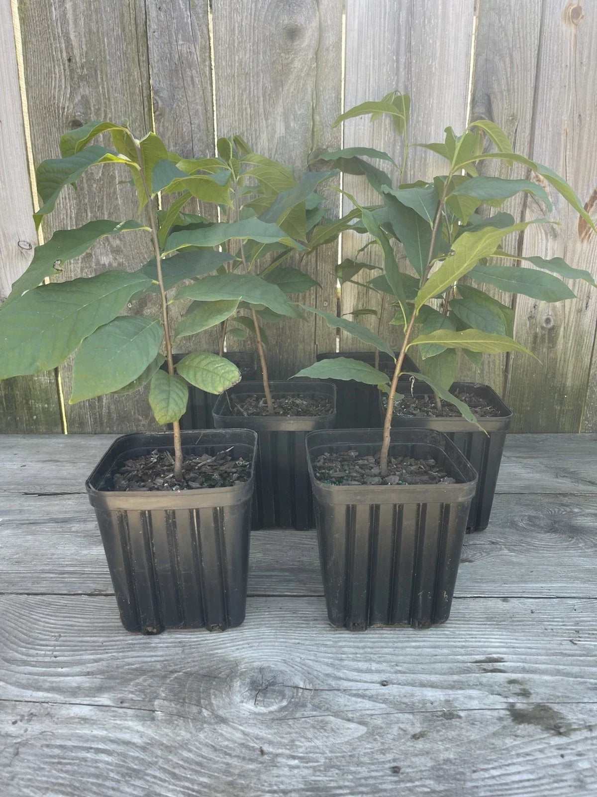 Potted Pawpaw Trees 1-Gallon 2-Year-Old Asimina triloba, Ready to Plant, Fruit-Producing, Deciduous Tree, Landscaping