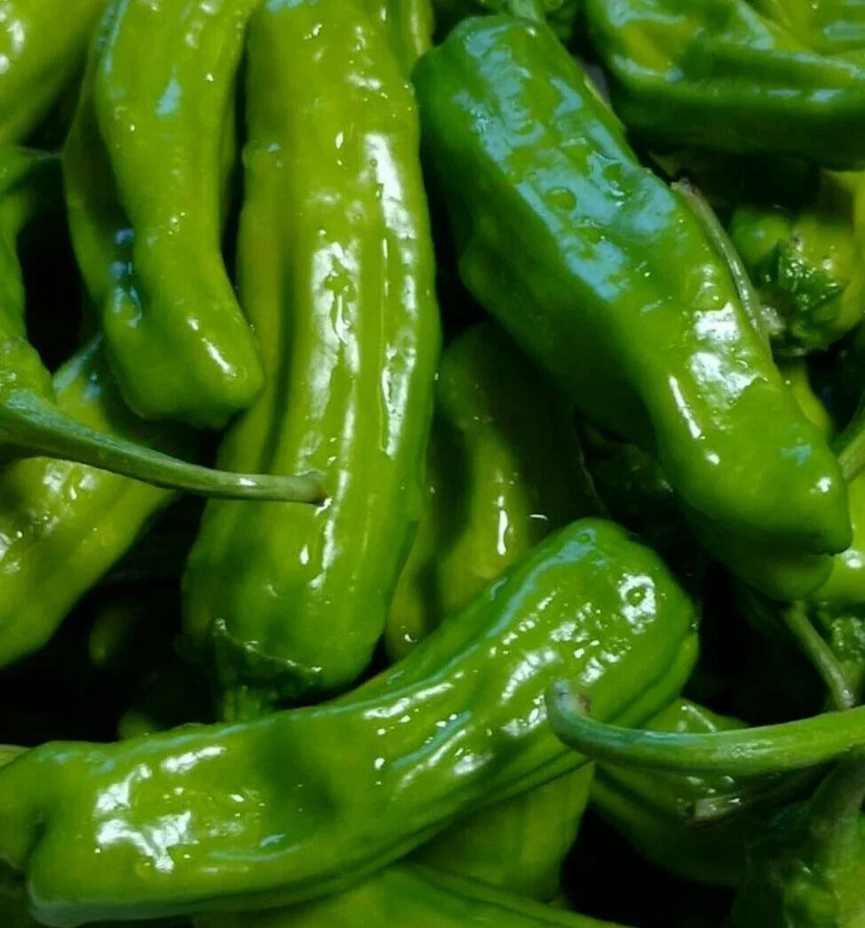 Italian Pepperoncini Pepper Seeds - 50+ Count, Mild Heat, for Pickling & Salads, Capsicum annuum, Mediterranean Flavor
