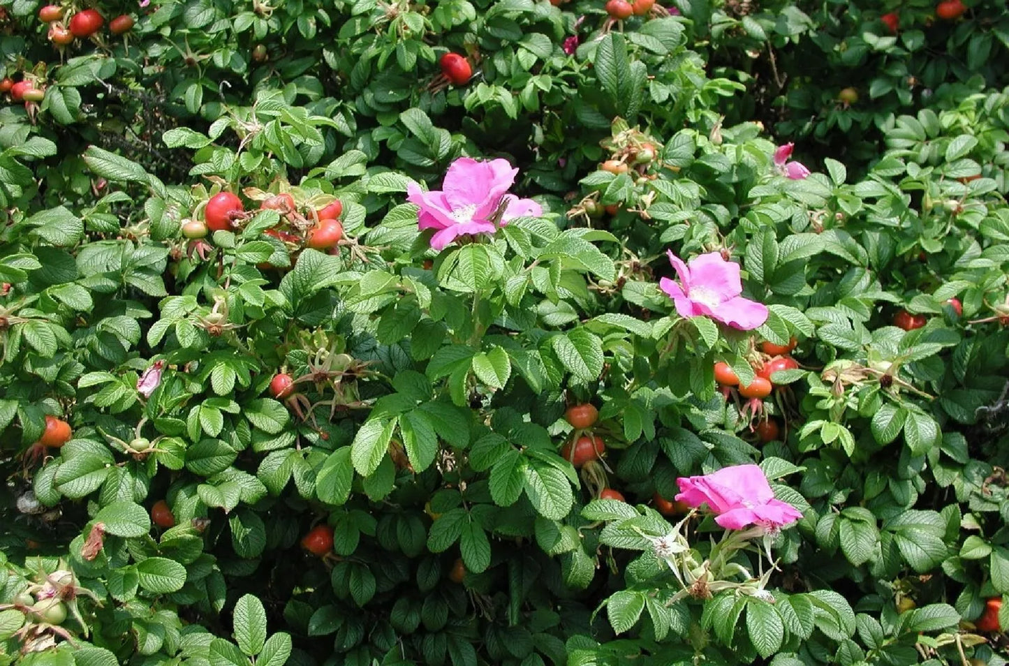 Seaside Pink Rose Seeds – Rosa Rugosa Shrub – 30+ Seeds for Coastal Gardens