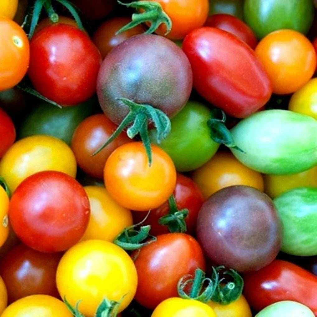 Rainbow Cherry Tomato Seeds - 100 Count, Colorful Solanum lycopersicum for Planting, Sweet & Juicy Tomatoes